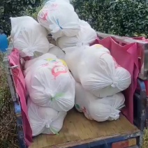 红心柚