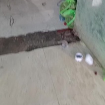 二两五母蟹