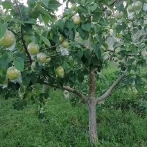 玉露香梨
