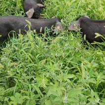 黑猪散养占地面积500亩