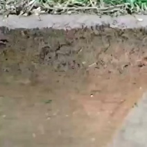 马尼拉草坪，马尼拉草块，基地大量现货供应中，自产自销