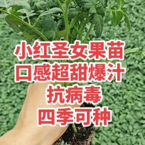 红圣女果苗樱桃番茄苗小西红柿苗千禧圣女果苗小番茄苗番茄苗