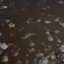 温室台鱼