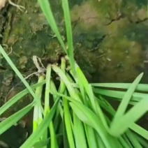 精品韭菜大量上市！