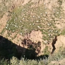 山西绒山羊40~50kg