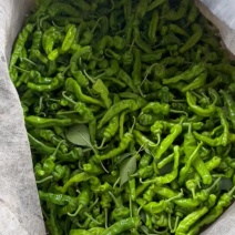鲜辣椒大量上市安徽阜南县辣椒之乡发货
