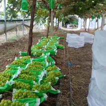 精品阳光玫瑰产地直发量大质优价格实惠欢迎来电咨询