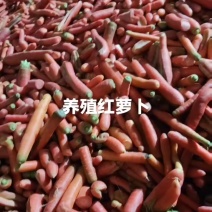 养殖萝卜