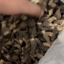 羊肚菌特价小货宝宝菇2-4公分