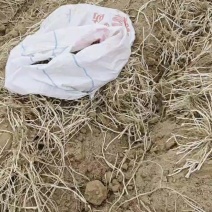 精品螺丝菜上市