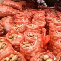 会泽88土豆种