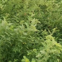 蔷薇大苗杯苗