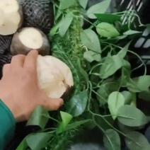 藏乌梨