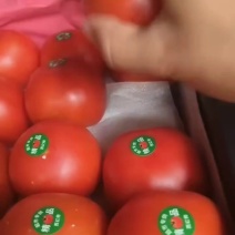 西红柿