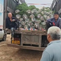 蜀桧