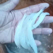 特意留出来做的实验，第三天的质量。依旧嘎嘎的。