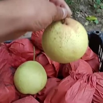 雪花梨大量采摘
