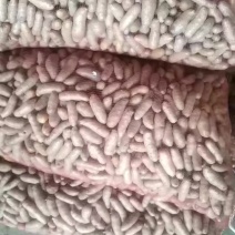 大量山药豆上市产地直发个大质优可视频看货