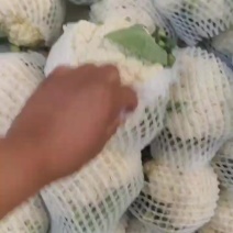 白菜花，小石花