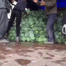 精品甘蓝大量现货，货美价优