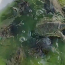 黑花甲鱼苗，大小规格都有，要的速度