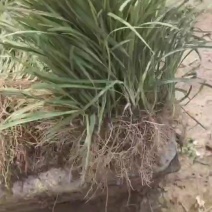 麦冬苗