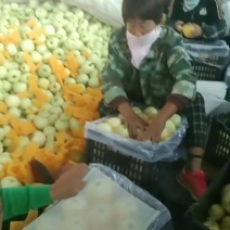 奶油富士早熟富士岳阳红黄元帅大量有货