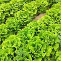 生菜
