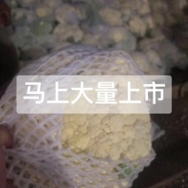 有机花上市