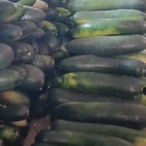 河南精品冬瓜