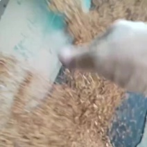 红缨子、冀酿2号高粱