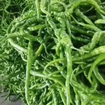 罗线辣椒大量上市产地直发价格优惠支持视频看货欢迎来电