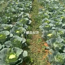 贵州铁头只够一个6.8车型现货直发，先到先得！