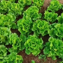 意大利生菜