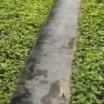 【彩椒苗】品种好，成活率高，