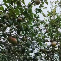 白花细茶果
