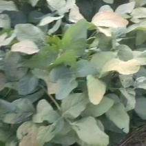 本地大青豆大量供应