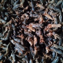 干品蝼蛄品质好药用价值高对接药厂药店长期供货货源稳定