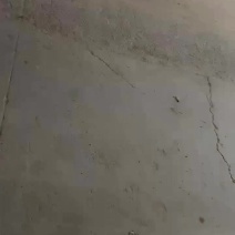 洋葱