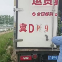 宿州产区莴笋上市了