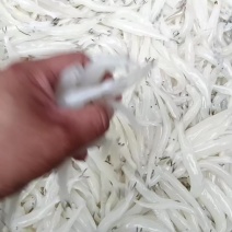 解冻质量大板银鱼。
