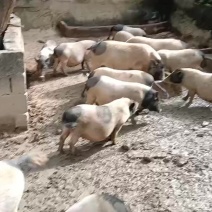 巴马香猪怀孕母猪诚信合作厂家直发欢迎客户来电合作