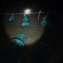 七里海本地精品河蟹批发