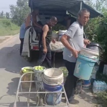 鸭梨，阳信县万亩梨园，货好量大，质量保证，发往全国各地。