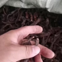 骨碎补