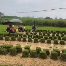 精品马尼拉草皮