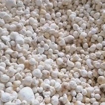 旱半夏种子干货。需要的老板联系我，***********