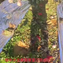 寒富苹果
