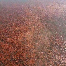 小红草