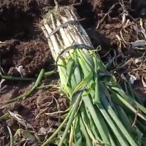 吉林长白大葱上市，产地直发，质量好价格便宜